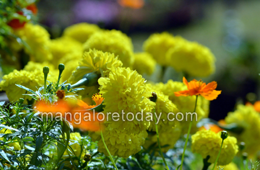 Flower show in Kadri park